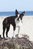 BOSTON TERRIER 288